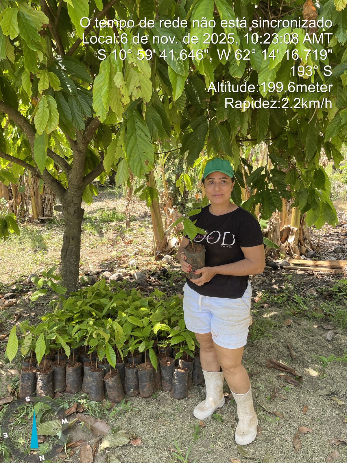 Fortalecendo a Agricultura: Produtores de Teixeirópolis Recebem Mudas de Cacau da SAIMA